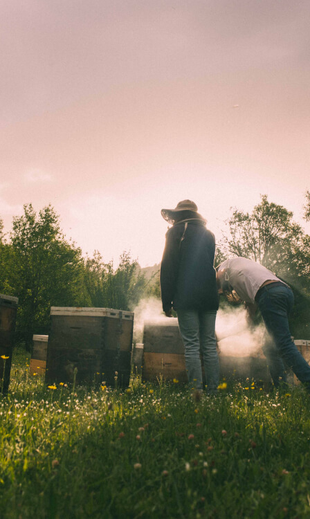 Beekeepers working beside the hives