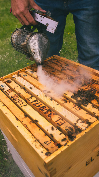 Smoke rising over an open hive